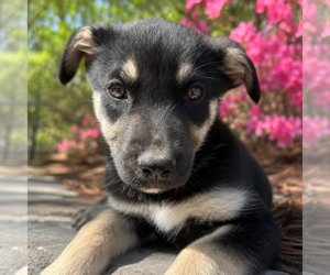 German Shepherd Dog-Unknown Mix Dogs for adoption in Sterling, MA, USA