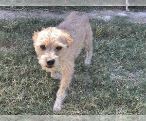 Cairn Terrier Dogs for adoption in Houston, TX, USA