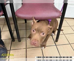 American Pit Bull Terrier-Unknown Mix Dogs for adoption in West Palm Beach, FL, USA
