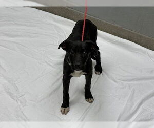 American Pit Bull Terrier-Unknown Mix Dogs for adoption in Las Vegas, NV, USA