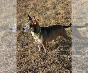 Chihuahua Dogs for adoption in Salt Lake City, UT, USA