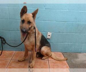 German Shepherd Dog-Unknown Mix Dogs for adoption in Downey, CA, USA