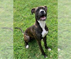 Bullboxer Pit Dogs for adoption in Crystal Lake , IL, USA