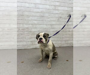 Bulldog-Unknown Mix Dogs for adoption in San Bernardino, CA, USA