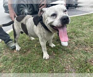 American Pit Bull Terrier Dogs for adoption in Ocala, FL, USA
