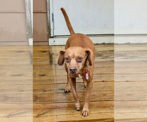 Doxie-Pin Dogs for adoption in Oakhurst, NJ, USA