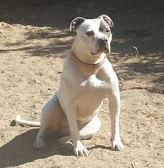 Bullypit Dogs for adoption in Encino, CA, USA