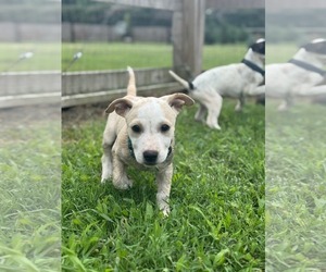 Retriever -Unknown Mix Dogs for adoption in Virginia Beach, VA, USA