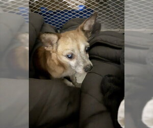 Chihuahua Dogs for adoption in Bakersfield, CA, USA