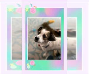 Beagi Dogs for adoption in Genoa City, WI, USA