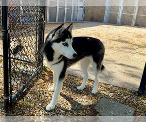Siberian Husky Dogs for adoption in Aurora, IL, USA