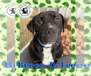 Labrador Retriever-Staffordshire Bull Terrier Mix Dogs for adoption in Crystal, MN, USA