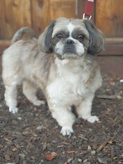 Shih Tzu Dogs for adoption in Palo Alto, CA, USA