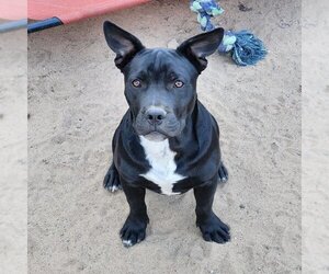 American French Bull Terrier Dogs for adoption in Clayton, CA, USA