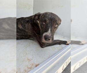 Labrador Retriever-Unknown Mix Dogs for adoption in Houston, TX, USA