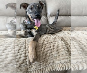 Mutt Dogs for adoption in Sandy, UT, USA