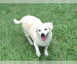 Beagi Dogs for adoption in Plano, TX, USA