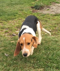 Beagle Dogs for adoption in Orleans, VT, USA