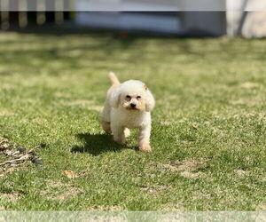 Poodle (Toy)-Unknown Mix Dogs for adoption in Farmington, MN, USA