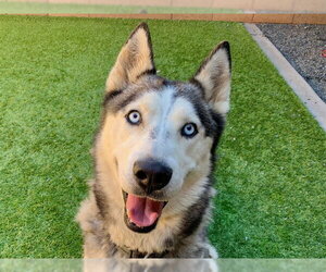 Siberian Husky Dogs for adoption in Moreno Valley, CA, USA