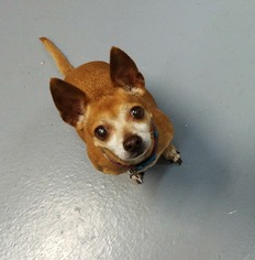 Chihuahua Dogs for adoption in Mission Viejo, CA, USA