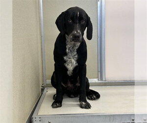 German Shorthaired Pointer-Unknown Mix Dogs for adoption in Palmetto, FL, USA