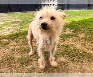 Cairn Terrier Dogs for adoption in Orange, CA, USA