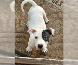 American Bulldog-Unknown Mix Dogs for adoption in Lakewood, CO, USA