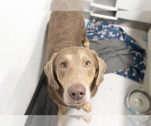 Labrador Retriever Dogs for adoption in Studio City, CA, USA