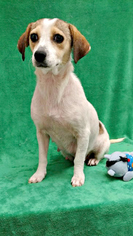 Medium Photo #1 Beagle-Unknown Mix Puppy For Sale in Redding, CA, USA