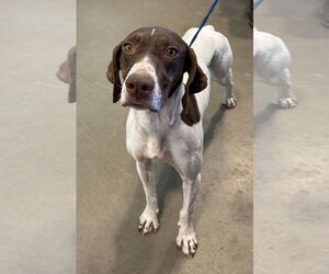 Pointer Dogs for adoption in Pampa, TX, USA