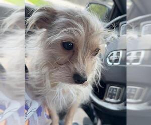 Mutt Dogs for adoption in San Antonio, TX, USA