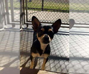 Chihuahua Dogs for adoption in San Leon, TX, USA