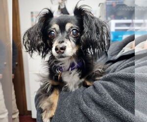 Chihuahua-Unknown Mix Dogs for adoption in Fargo, ND, USA