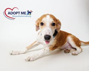 Medium Photo #1 Labrador Retriever Puppy For Sale in Alexandria, VA, USA