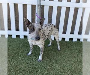 Australian Cattle Dog-Bull Terrier Mix Dogs for adoption in Modesto, CA, USA
