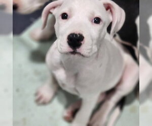 Catahoula Leopard Dog-Unknown Mix Dogs for adoption in Walnutport, PA, USA