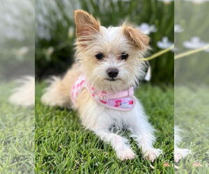 Mutt Dogs for adoption in Corona, CA, USA