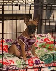 Chug Dogs for adoption in Peoria, AZ, USA