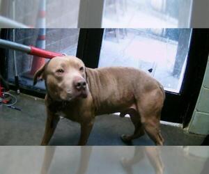 Mutt Dogs for adoption in Tulsa, OK, USA