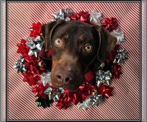 Beagleman Dogs for adoption in Frisco, CO, USA