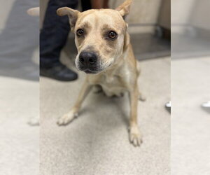 German Shepherd Dog-Unknown Mix Dogs for adoption in Riverside, CA, USA