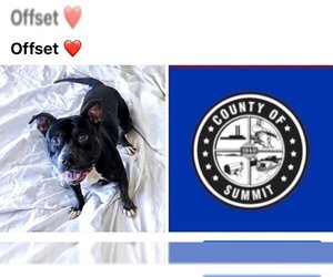 American Staffordshire Terrier-Unknown Mix Dogs for adoption in Akron, OH, USA