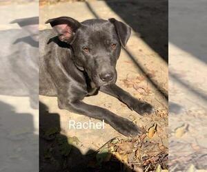 Labrador Retriever-Unknown Mix Dogs for adoption in Nesbit, MS, USA