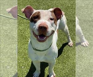 American Pit Bull Terrier Dogs for adoption in Fayetteville, NC, USA