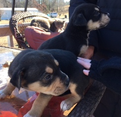 Medium Photo #1 Rottweiler-Unknown Mix Puppy For Sale in Pottstown, PA, USA