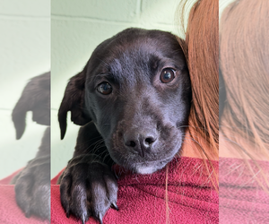 Mutt Dogs for adoption in Elmsford, NY, USA