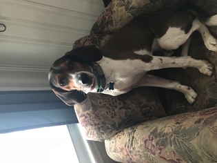 Small Treeing Walker Coonhound Mix