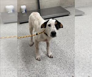 Mutt Dogs for adoption in Conroe, TX, USA