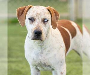 English Foxhound-Unknown Mix Dogs for adoption in Camarillo, CA, USA